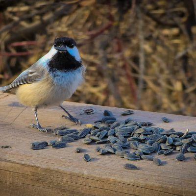 Chicka-dee-dee-dee, Drumheller, AB, 2025-11-10