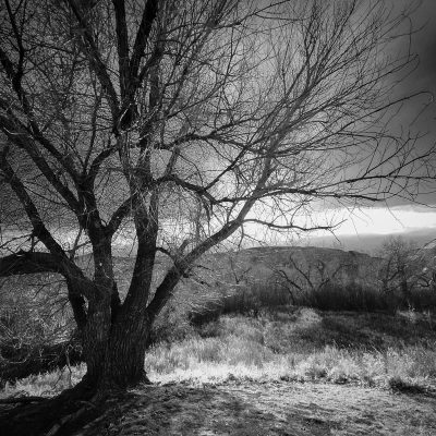 Hanging tree, Drumheller, AB, 2025-11-10