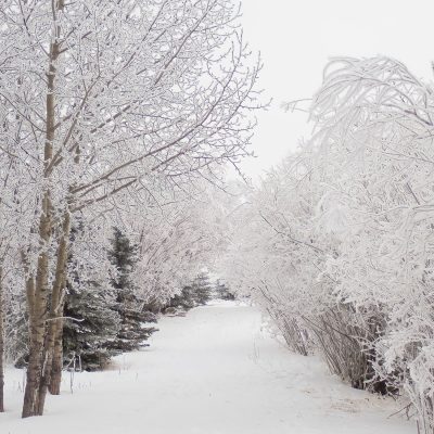 Have the place to myself, Gray Park, Strathmore, AB, 2026-01-04