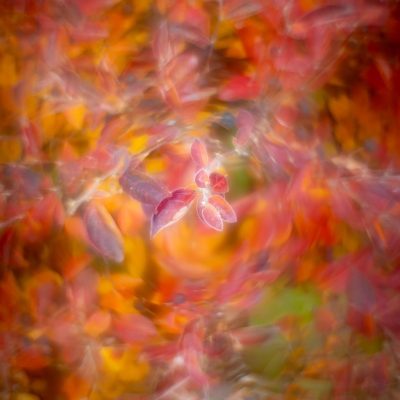 I'll give you a swirly, My Front Yard, Strathmore, AB, 2025-10-24