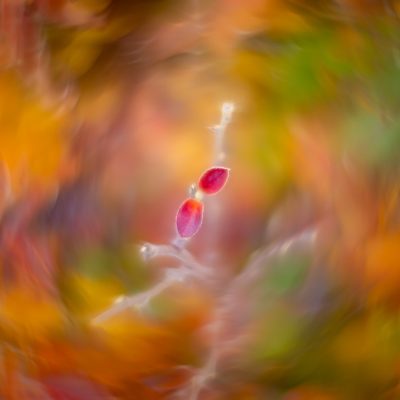 Last dance, My Front Yard, Strathmore, AB, 2025-10-24