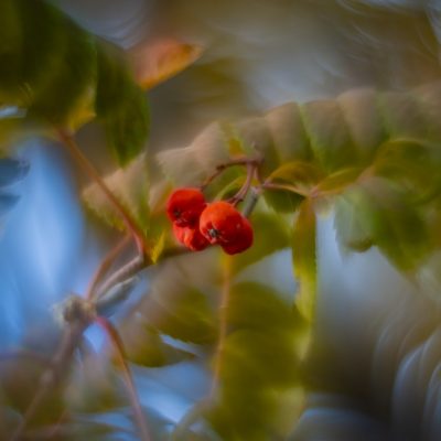 Mountain ash to ashes, My Backyard, Strathmore, AB, 2025-10-24