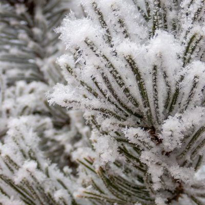 Pining for you 01, My Backyard, Strathmore, AB, 2026-01-04