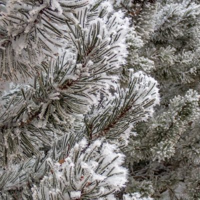 Pining for you 02, My Backyard, Strathmore, AB, 2026-01-04
