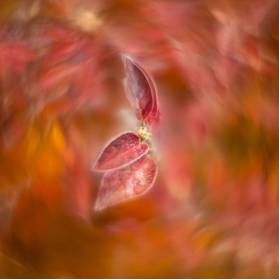 Sea of red, My Front Yard, Strathmore, AB, 2025-10-24