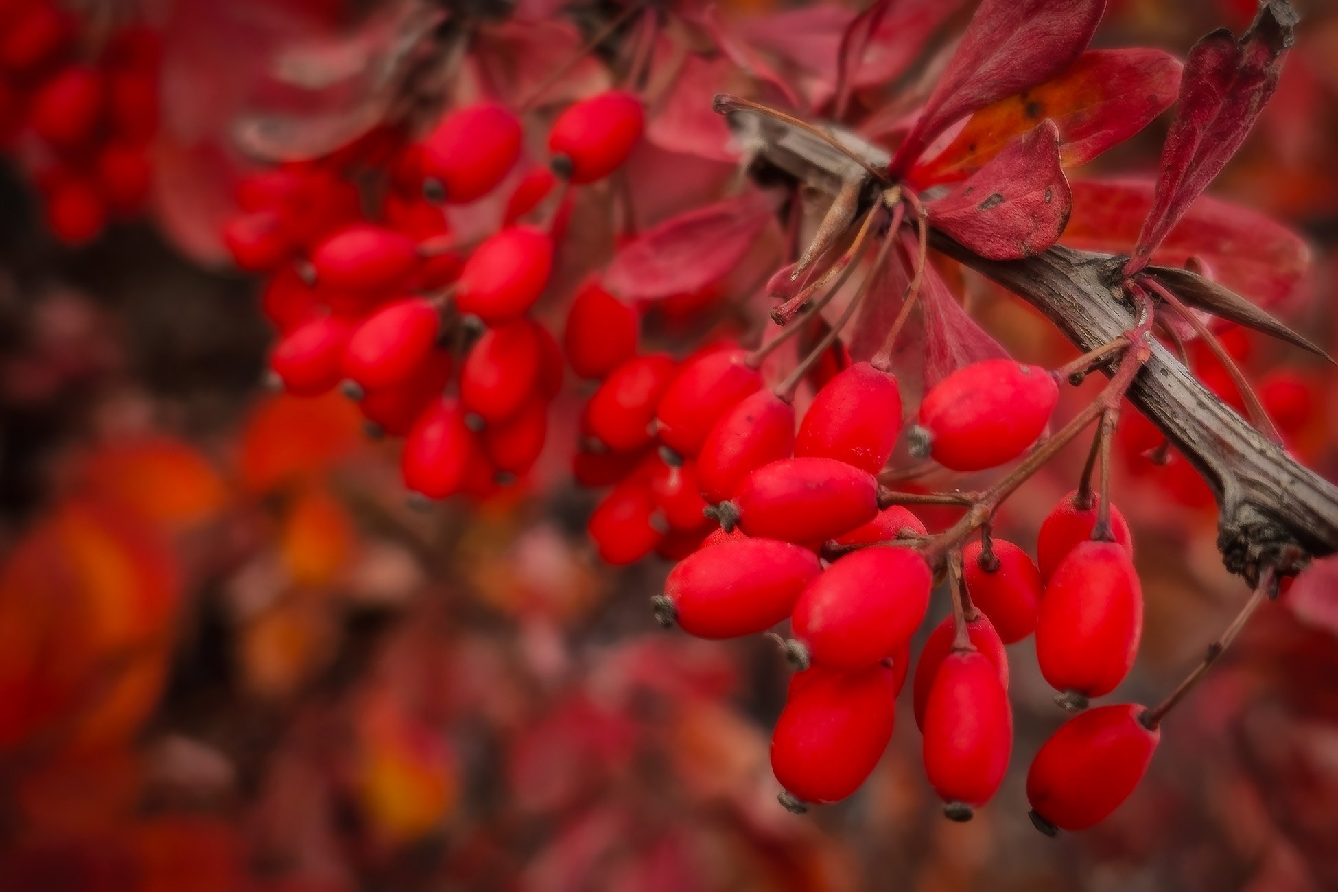 A Berry Happy Accident