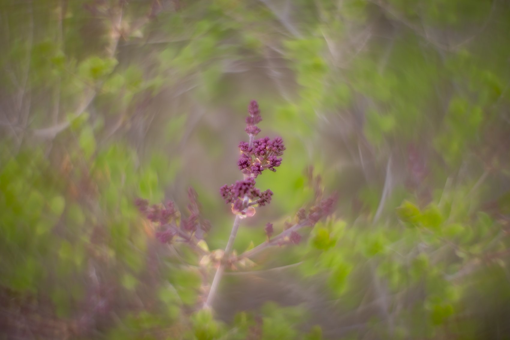 Another-swing-at-the-lilacs-My-Front-Yard-Strathmore-AB-2024-05-21