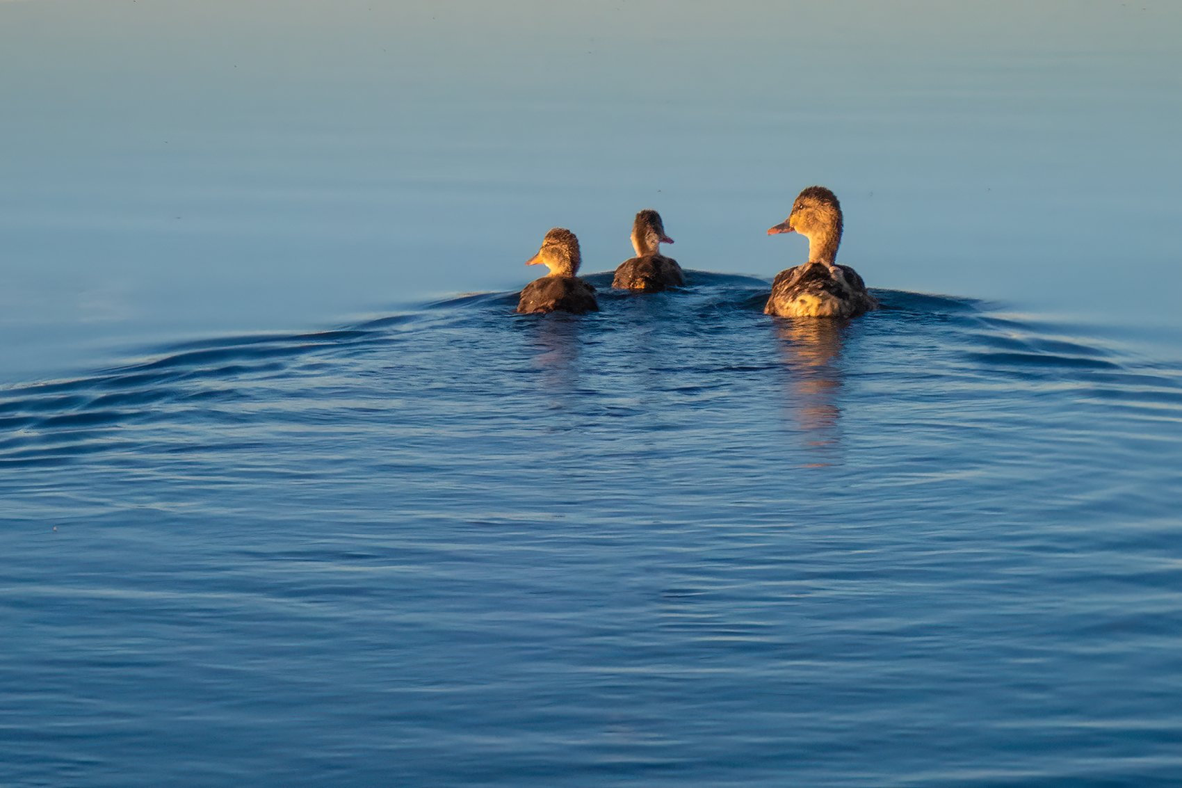 Family values, Night Falling, Chestermere Lake, Chestermere, AB, 2024-08-29