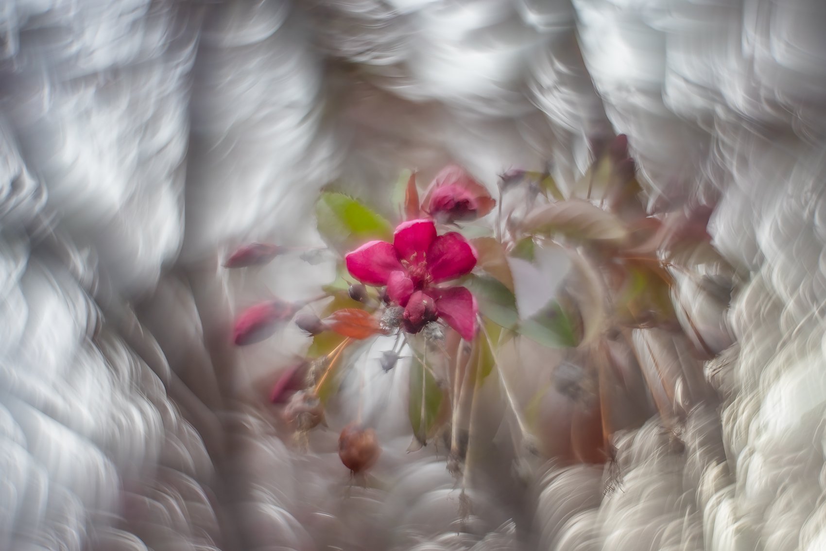 First-for-2024-Ornamental-Flowering-Crab-My-Backyard-Strathmore-AB-2024-05-21