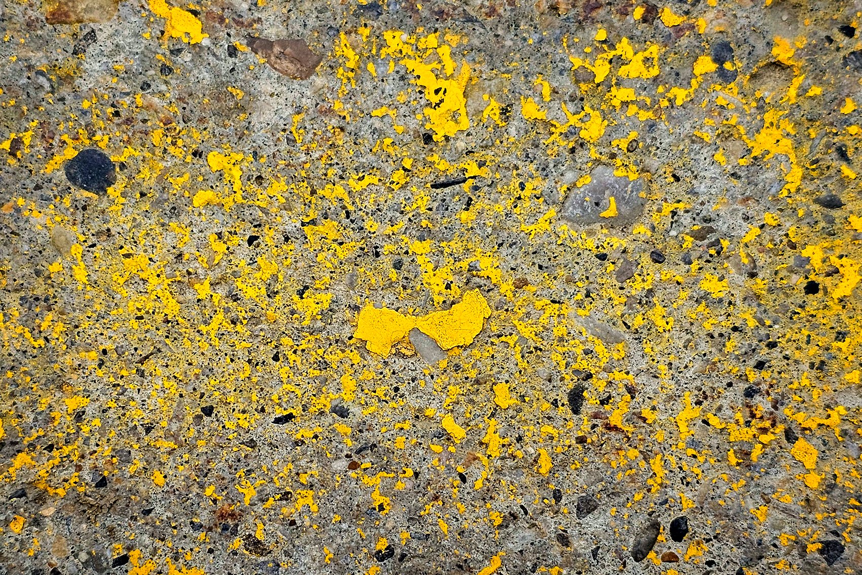 Flaking out, Curbside at No Frills, Strathmore, AB, 2024-09-04