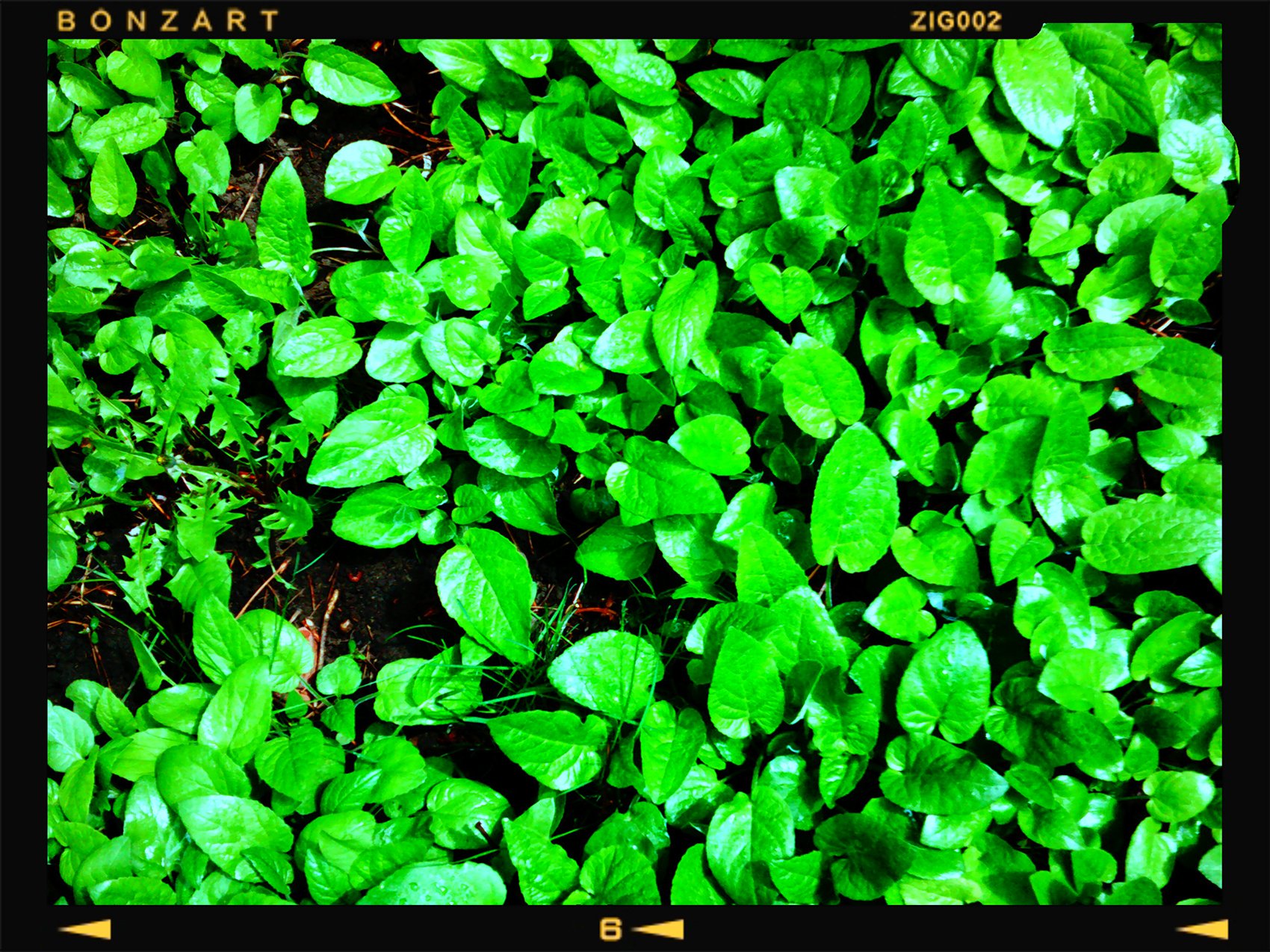 Digital Camera