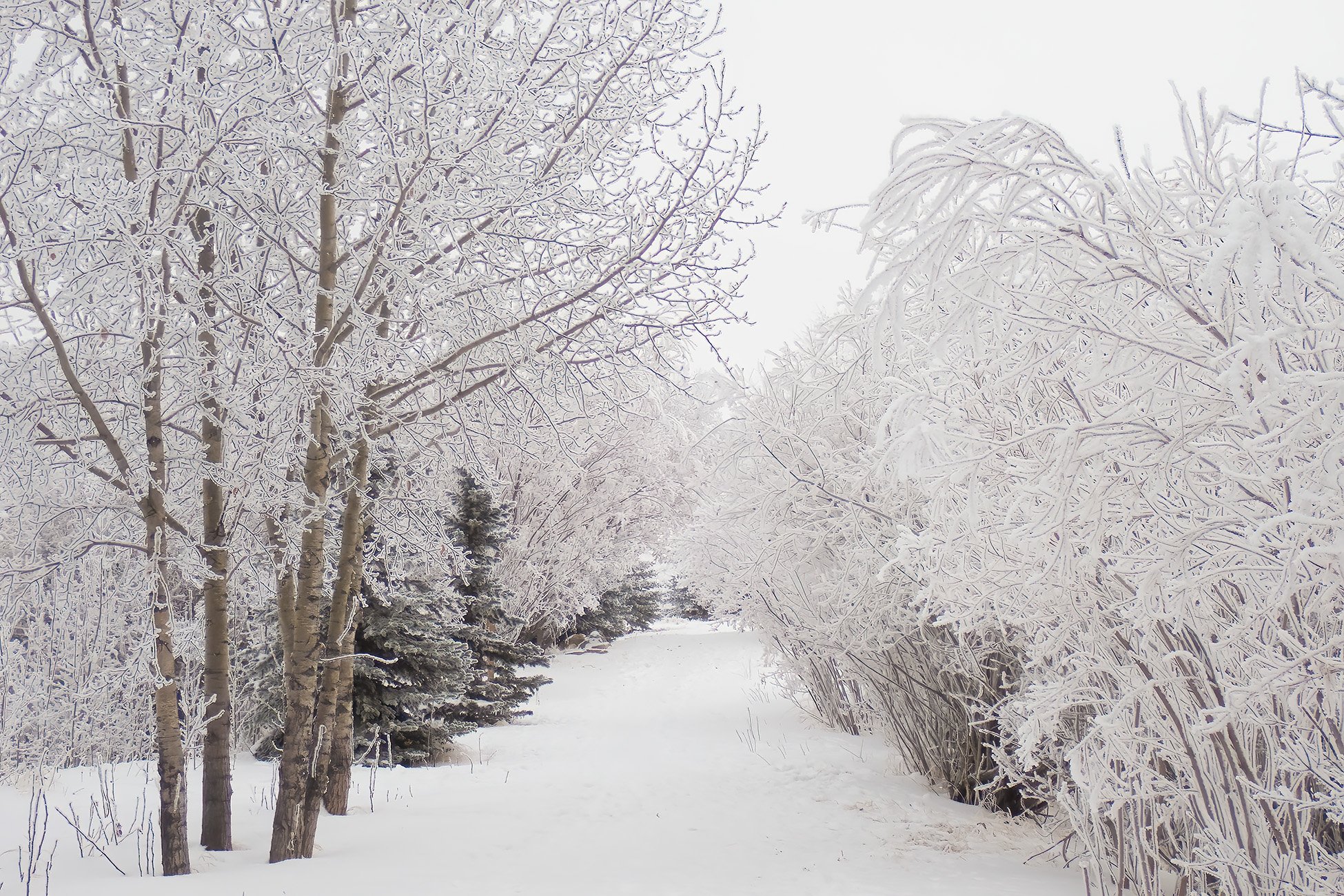 Have the place to myself, Gray Park, Strathmore, AB, 2026-01-04