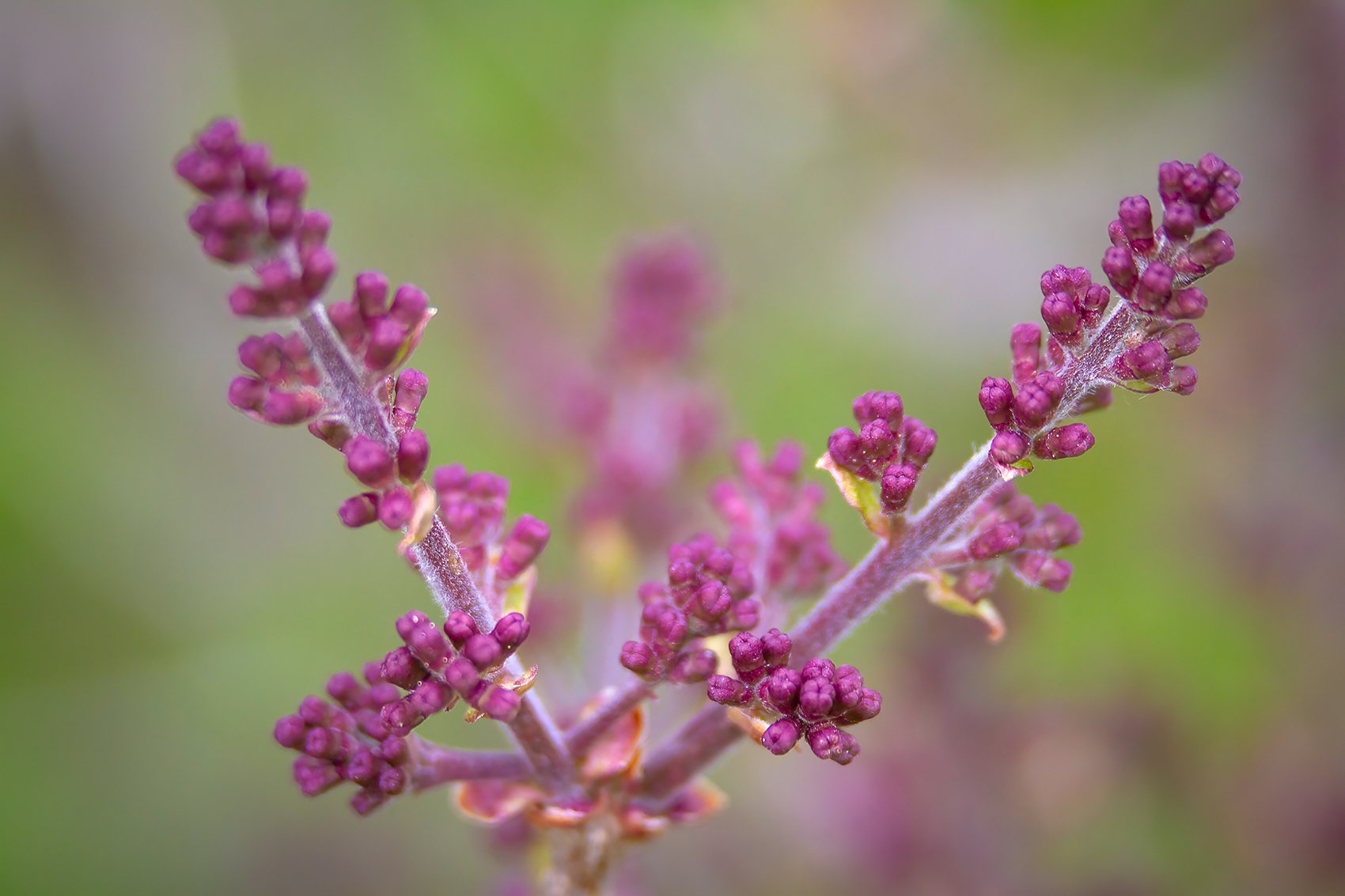 Lilac-progression-My-Front-Yard-Strathmore-AB-2024-05-21