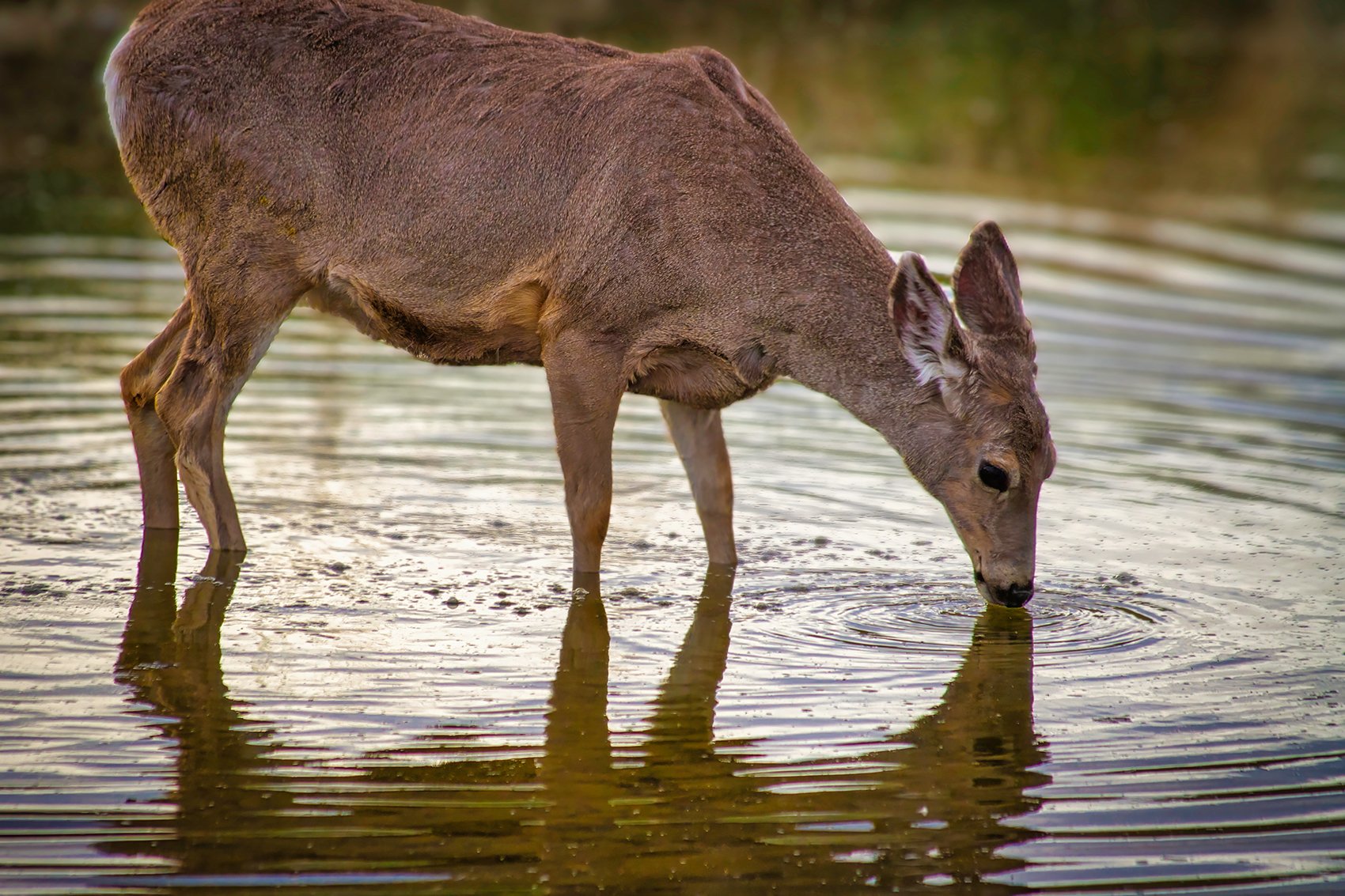 Oh deer!, Irrigation Canal on Thomas Drive, Strathmore, AB, 2024-04-10