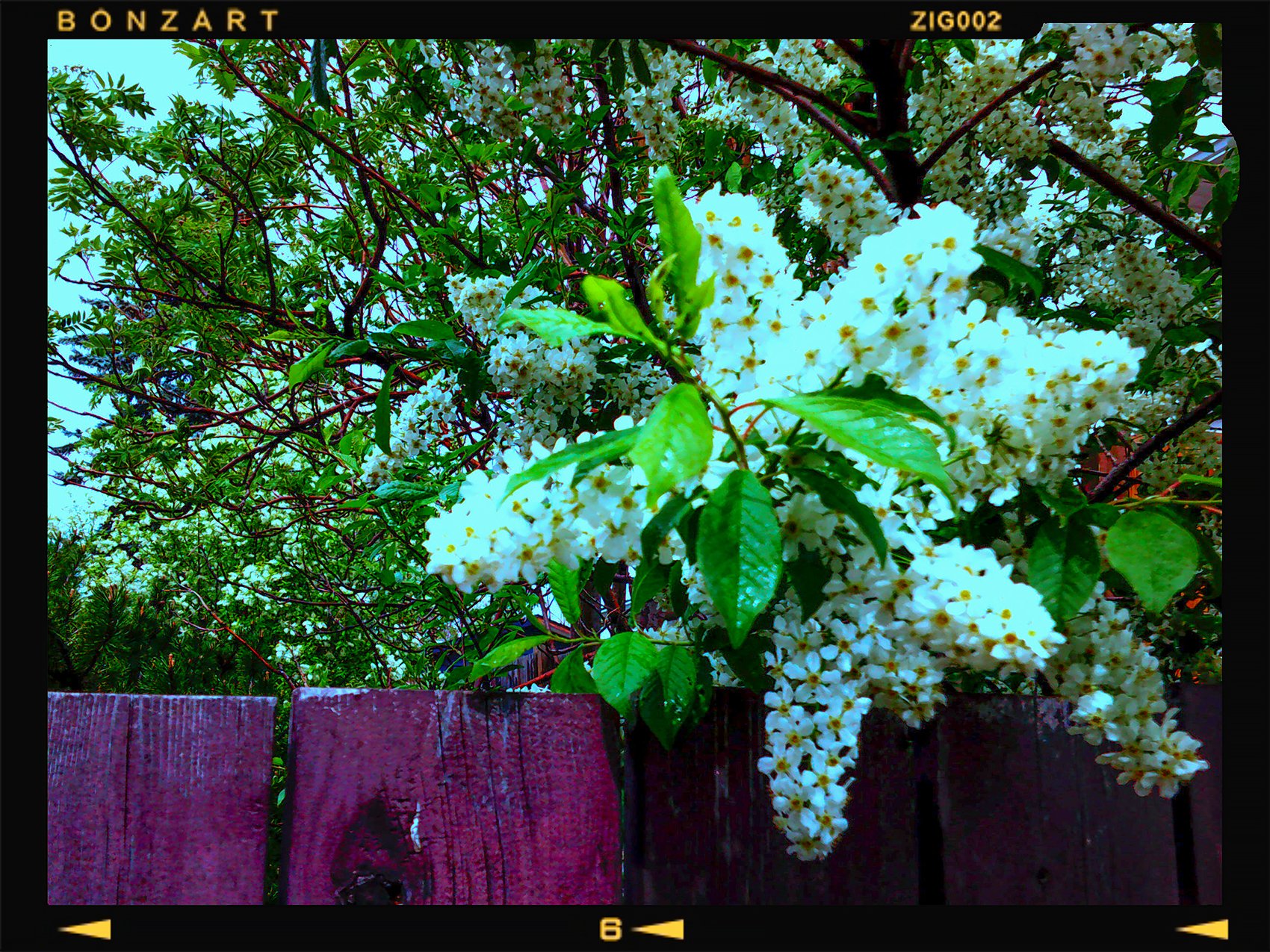 Digital Camera