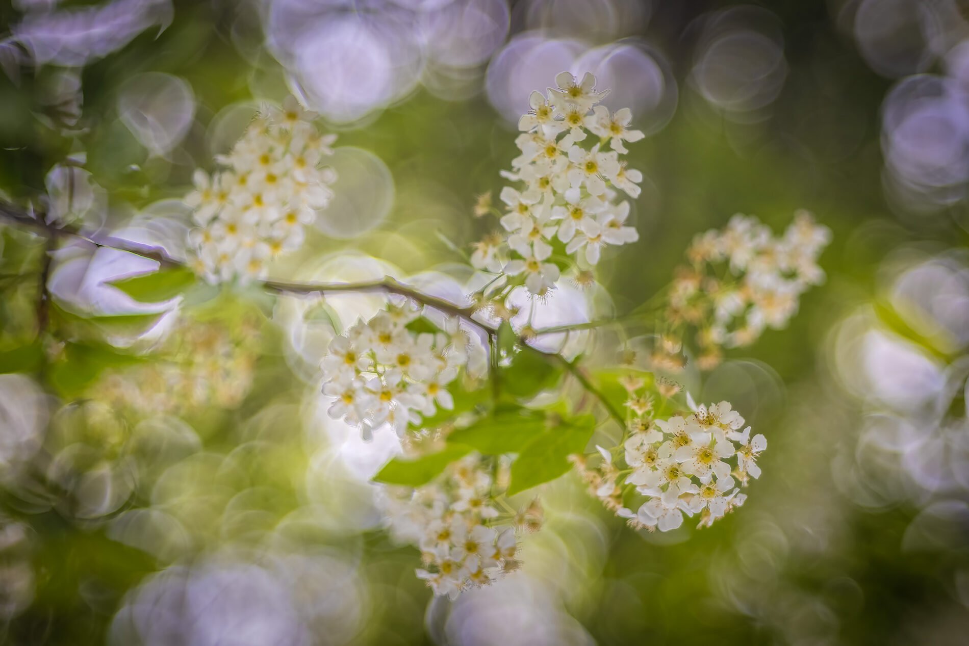Open-a-bottle-of-bubbly-My-Backyard-Strathmore-AB-2025-05-22-edited