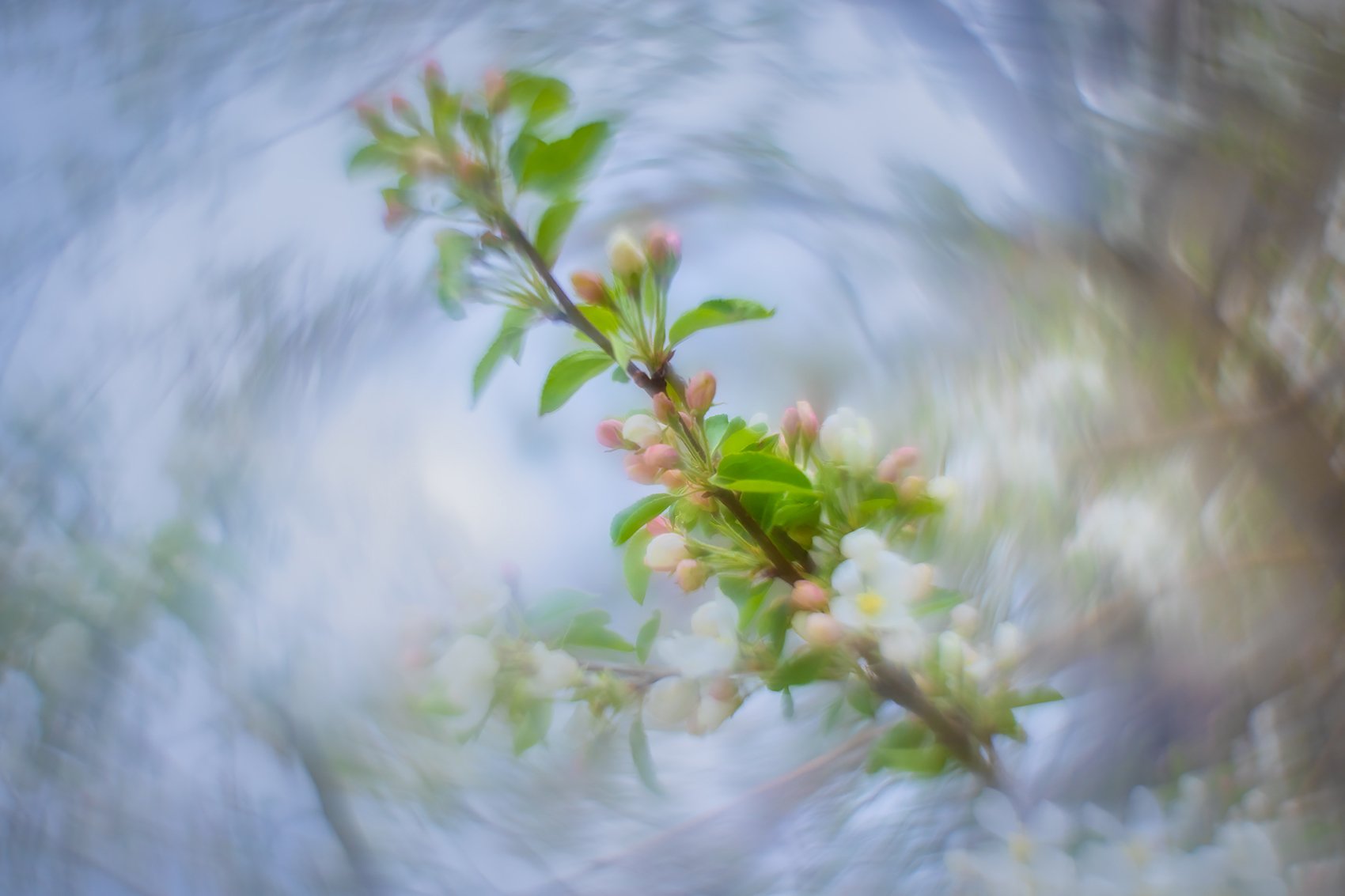 Outreach-program-Apple-Blossoms-Lambert-Park-Strathmore-AB-2024-05-15