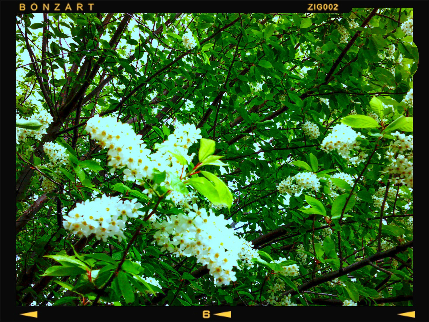 Digital Camera