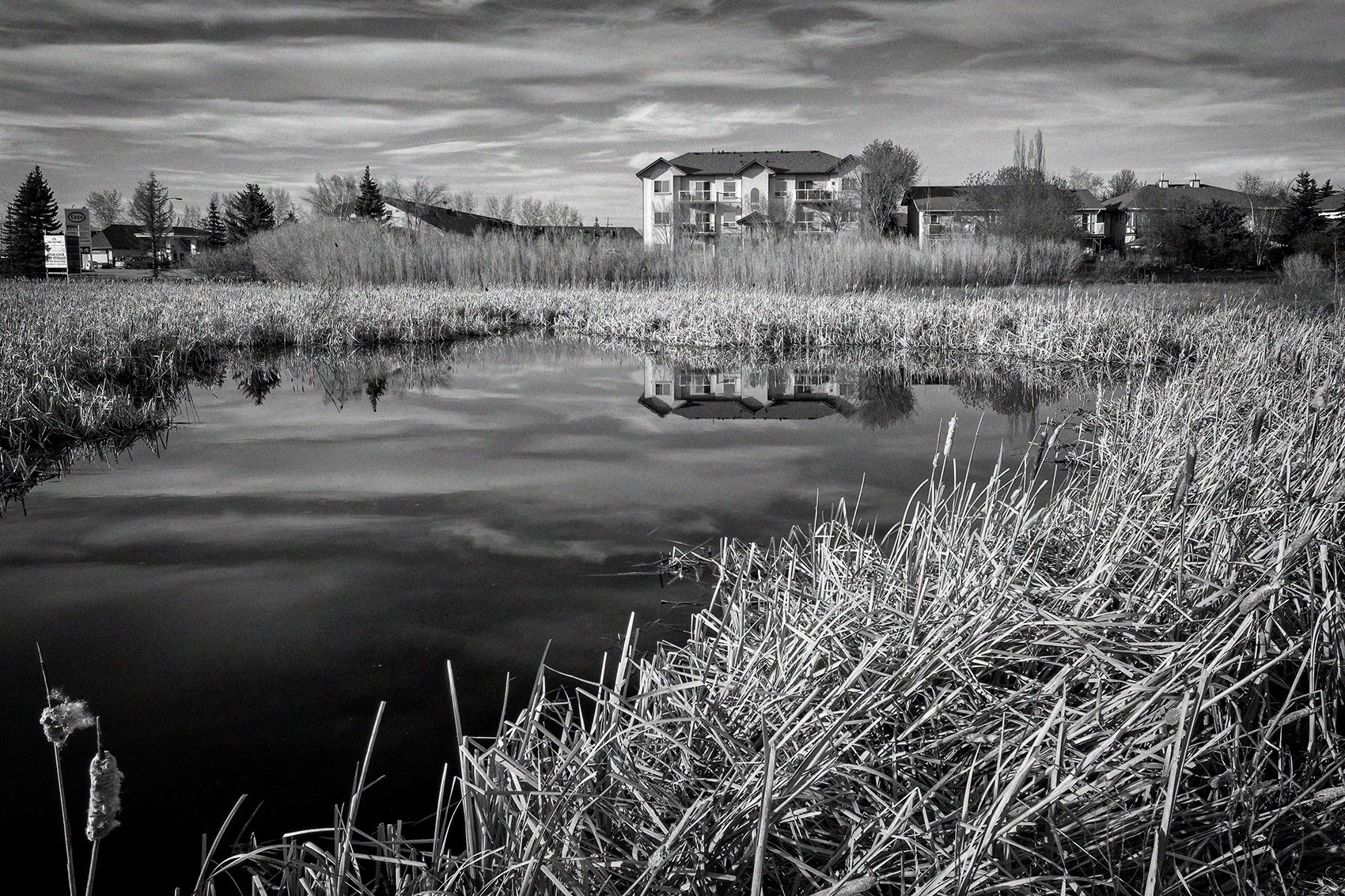Reflection, Marsh North of Gray Park, Strathmore, AB, 2024-04-10