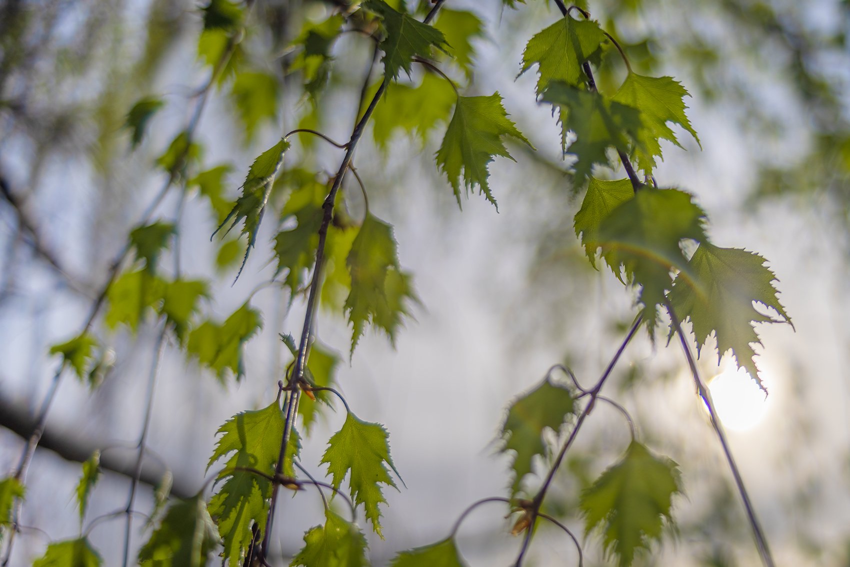 Spring fling, Dat Maple, My Front YardStrathmore, AB, 2024-05-14