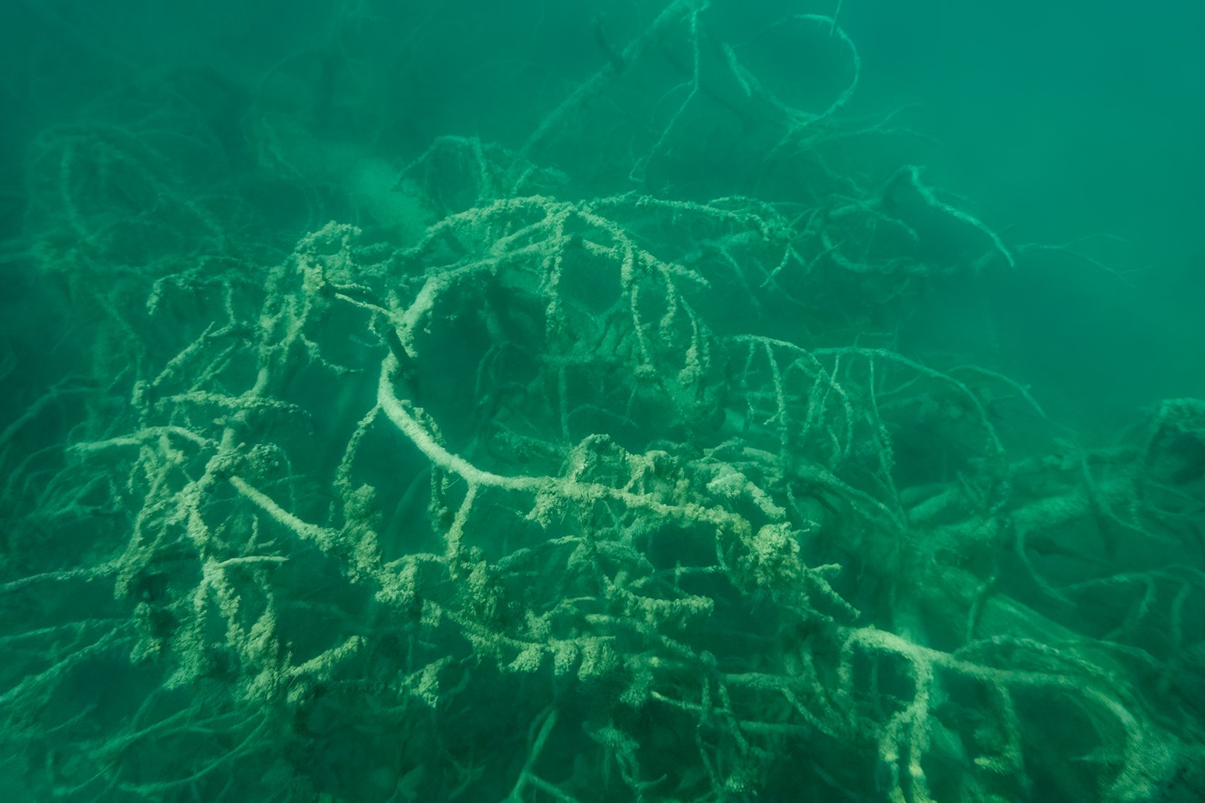 Submerged tree, Two Jack Lake, Banff National Park, Alberta, 2024-09-02