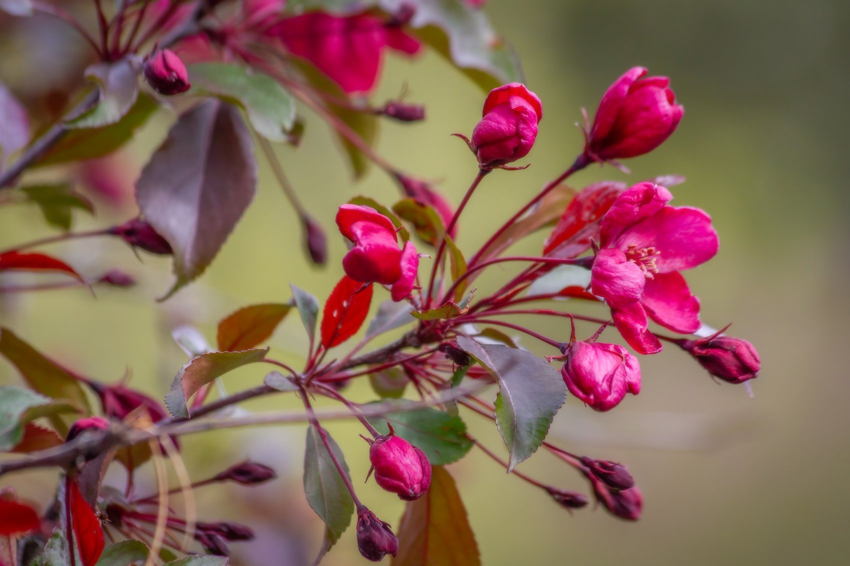 The long view, Ornamental Apple Tree, My Backyard, Strathmore, AB, 2024-05-22