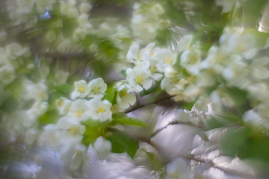 Bright-spot-in-my-day-Lambert-Park-Strathmore-AB-2025-05-22
