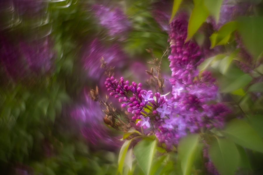 Lets-purple-all-the-nurples-Lambert-Park-Strathmore-AB-2025-05-22