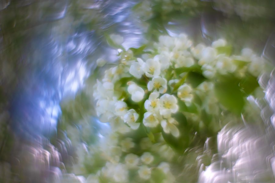 More-apple-blossoms-Lambert-Park-Strathmore-AB-2025-05-22