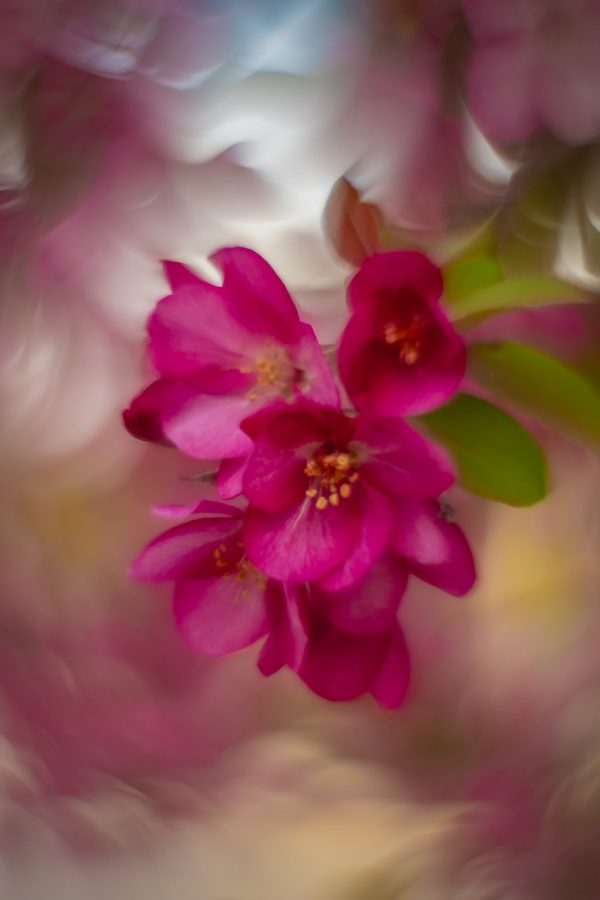 Two-in-the-pink-2nd-Avenue-Strathmore-AB-2025-05-22