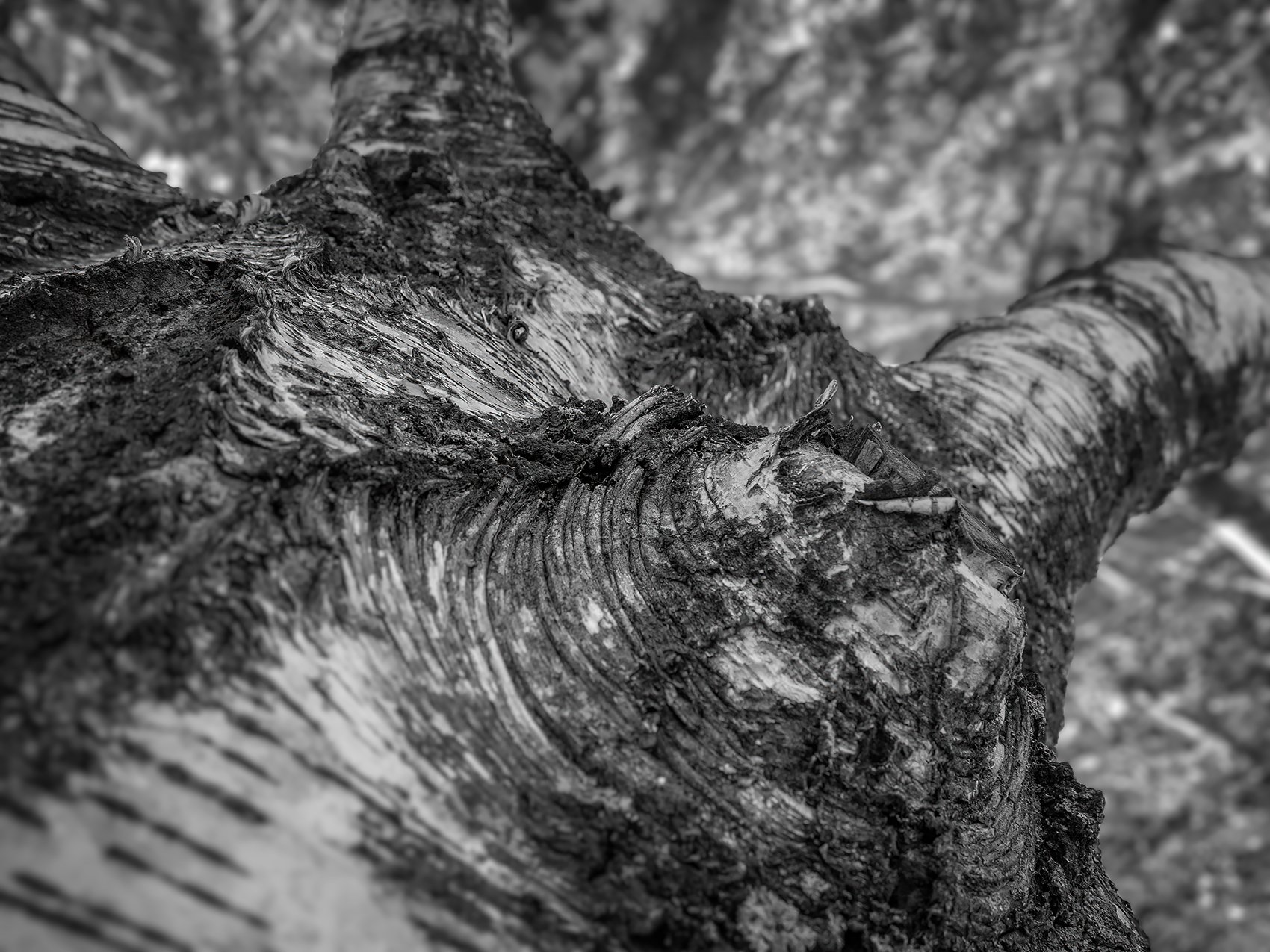 Wizened-and-old-My-Front-Yard-Strathmore-AB-2024-08-24