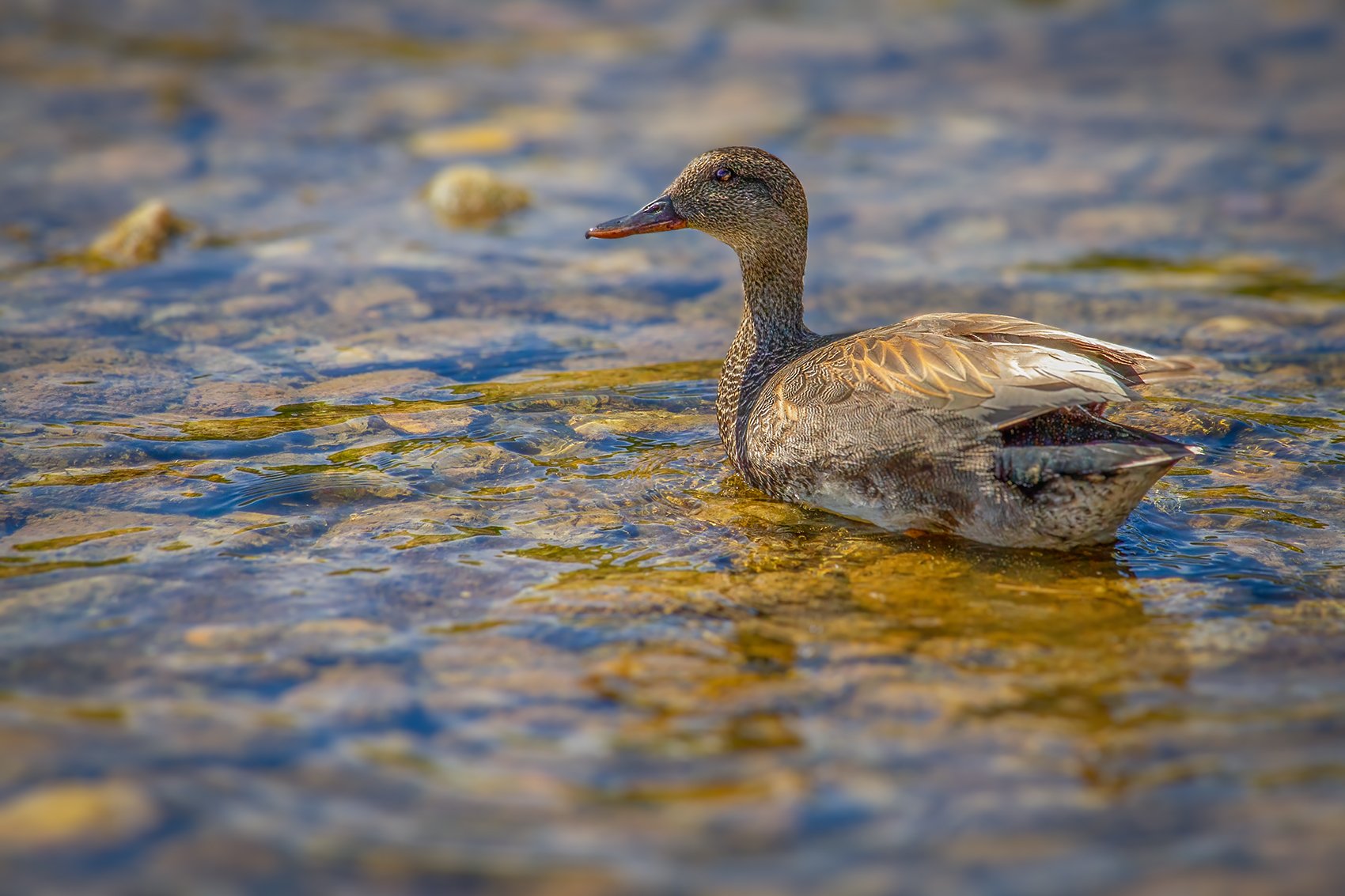 You'd better duck, Irrigation Canal on Thomas Drive, Strathmore, AB, 2024-04-10